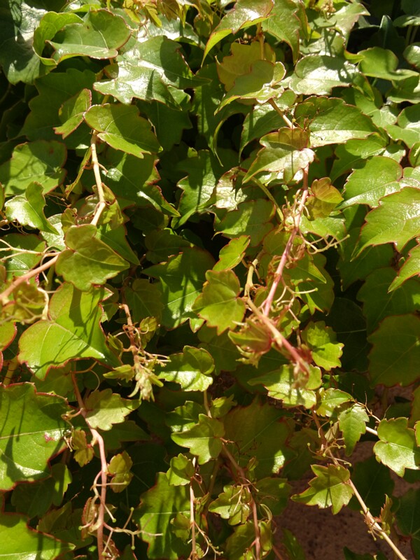 en. Boston ivy, ru. Девичий виноград триостренный, lat. Parthenocissus tricuspidata