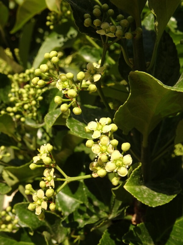 en. Burning bush, ru. Бересклет крылатый, lat. Euonymus alatus