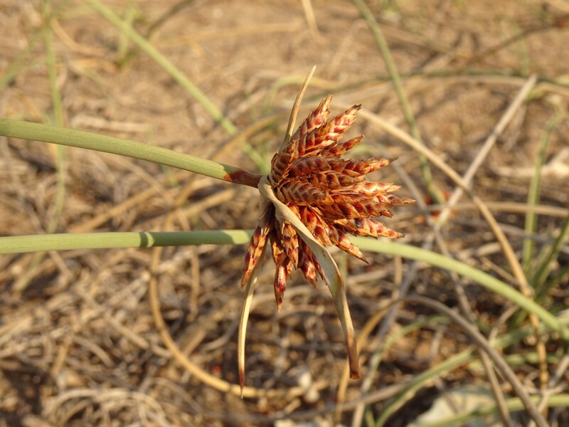 en. Capitate Galingale, ru. Сыть головчатая, lat. Cyperus capitatus