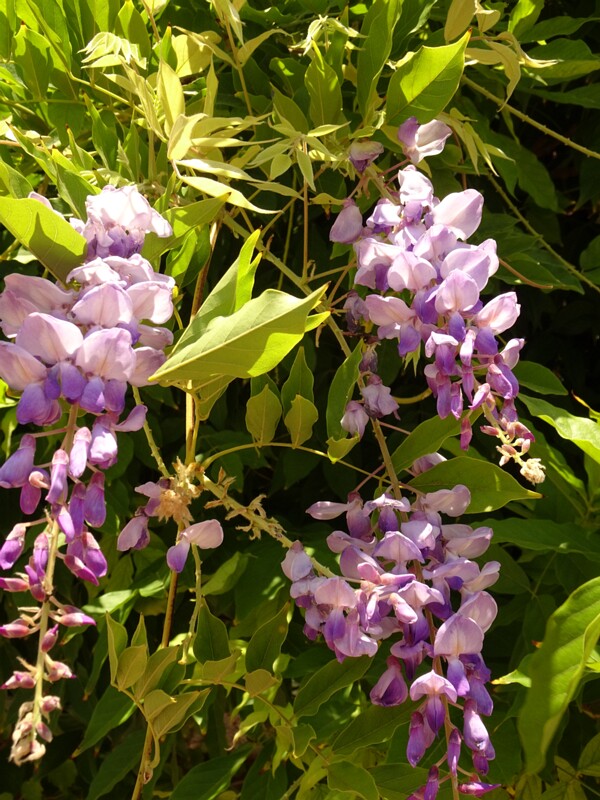 en. Chinese wisteria, ru. Глициния китайская, lat. Wisteria sinensis