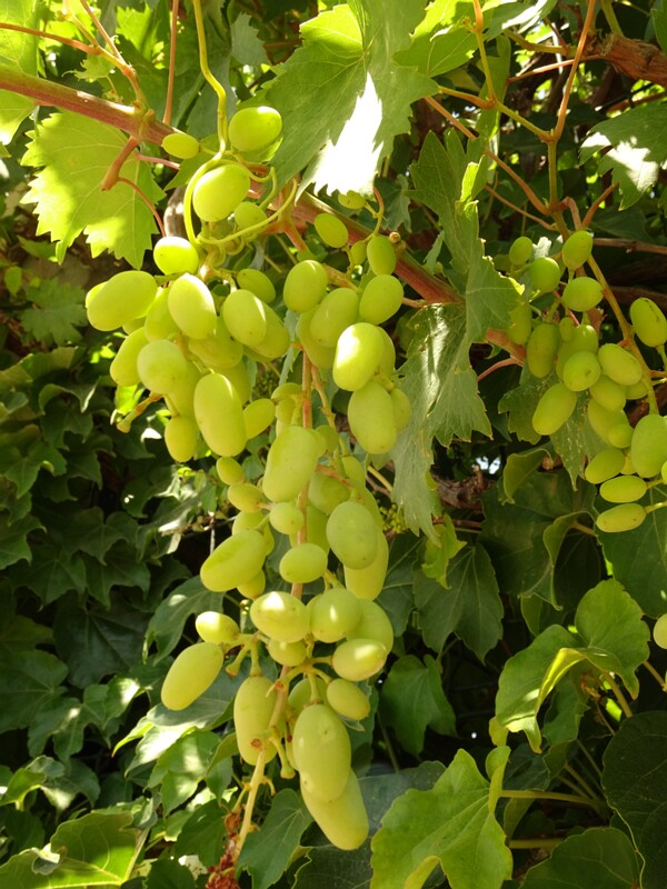 en. Common Grape Vine, ru. Виноград культурный, lat. Vitis vinifera