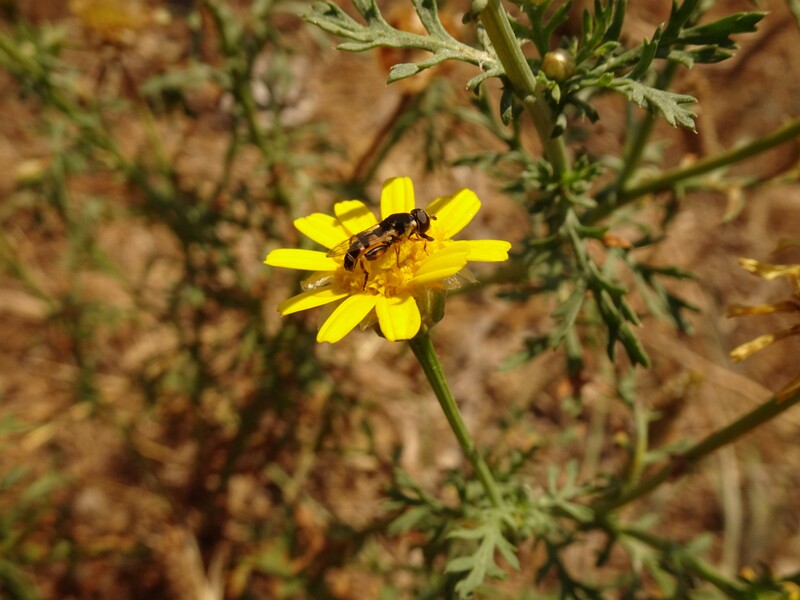 en. Crown daisy, ru. Златоцвет увенчанный, lat. Glebionis coronaria