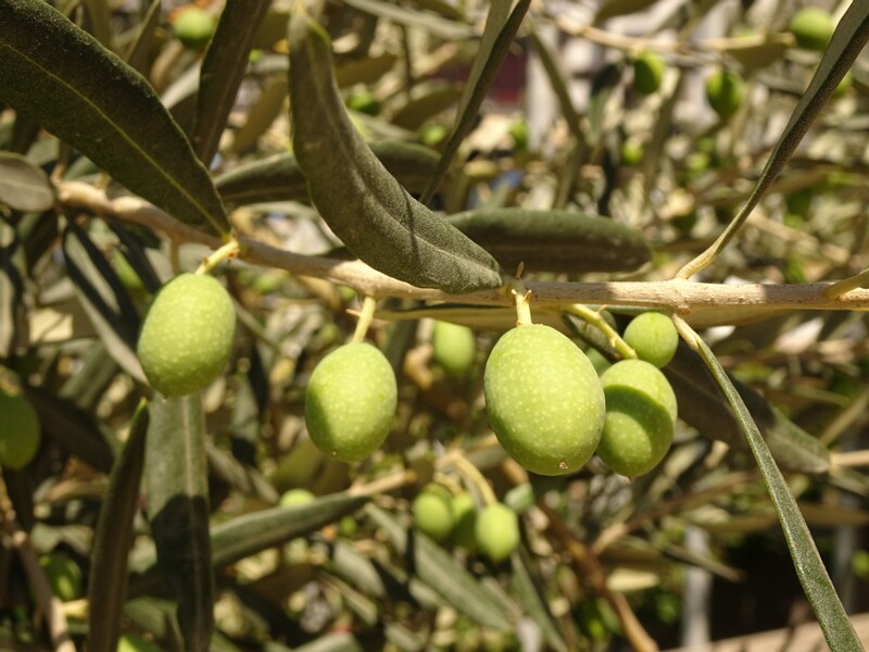 en. European olive, ru. Олива европейская, lat. Olea europaea