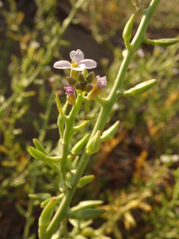 en. European searocket, ru. Морская горчица, lat. Cakile maritima