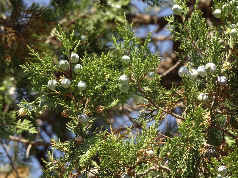 en. Greek juniper, ru. Можжевельник высокий, lat. Juniperus excelsa