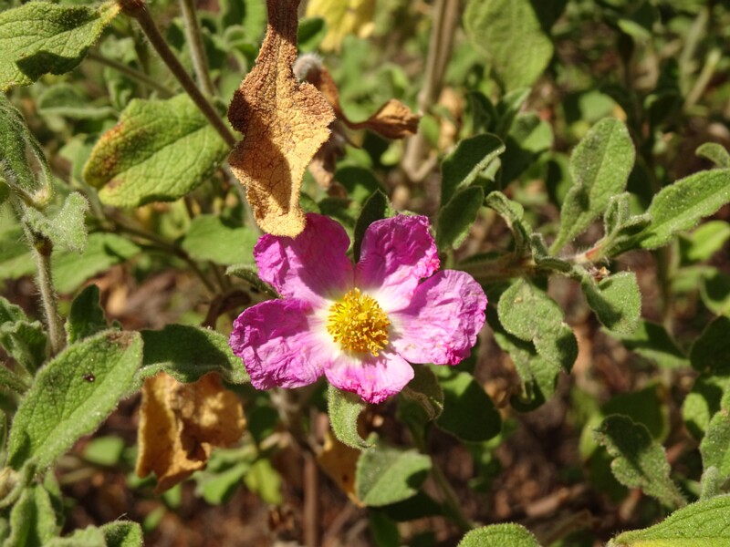 en. Hairy rockrose, ru. Ладанник x седой, lat. Cistus x incanus