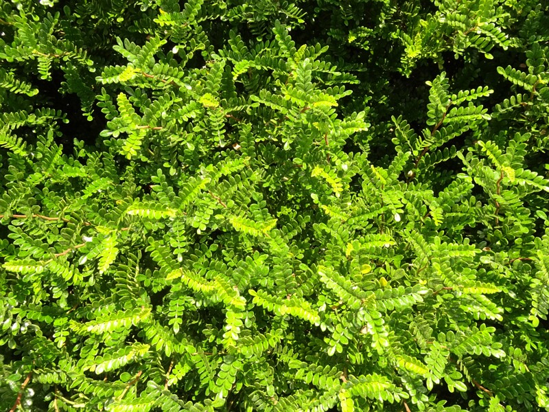 en. Hawaiian hawthorn, ru. Остеомелес язвенниколистный, lat. Osteomeles anthyllidifolia