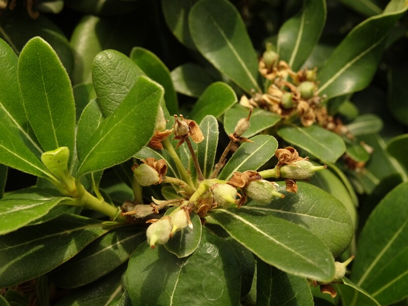 en. Japanese cheesewood, ru. Питтоспорум Тобира, lat. Pittosporum tobira