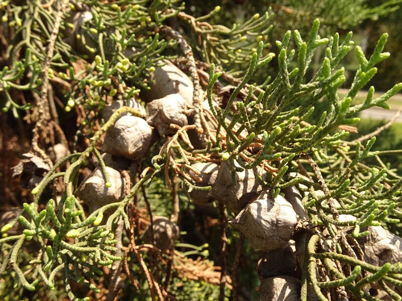 en. Mediterranean cypress, ru. Кипарис вечнозелёный, lat. Cupressus sempervirens