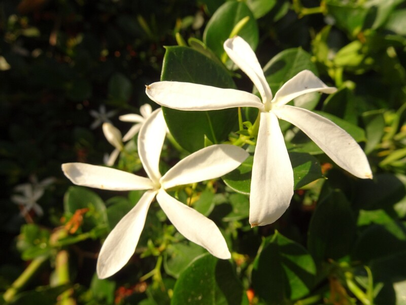 en. Natal Plum, ru. Карисса крупноцветковая, lat. Carissa macrocarpa