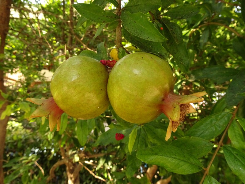 en. Pomegranate, ru. Гранат обыкновенный, lat. Punica granatum