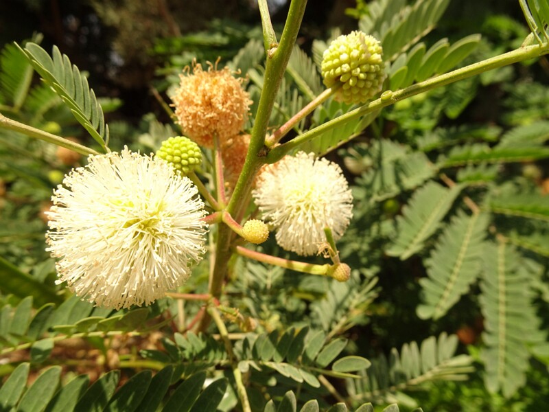 en. River tamarind, ru. Леуцена светлоголовчатая, lat. Leucaena leucocephala