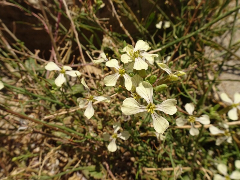 en. Rocket, ru. Эрука пузырчатая, lat. Eruca vesicaria