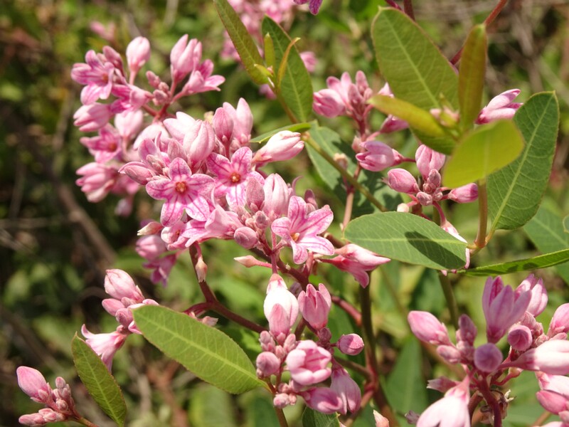 en. Sarmatian Dogbane, ru. Кендырь сарматский, lat. Trachomitum sarmatiense