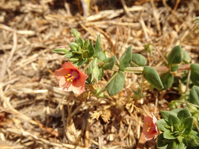 en. Scarlet pimpernel, ru. Очный цвет полевой, lat. Anagallis arvensis