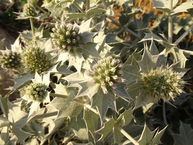 en. Sea holly, ru. Синеголовник приморский, lat. Eryngium maritimum