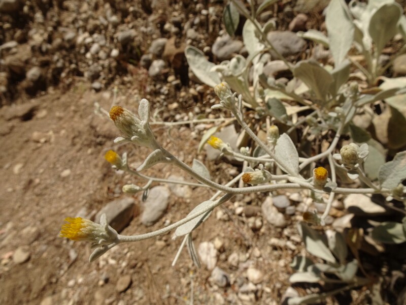 en. Snowwhite yellowhead, ru. Девясил белоснежный, lat. Inula candida