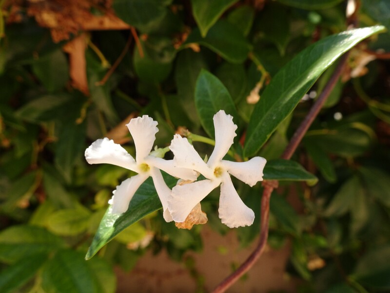 en. Star jasmine, ru. Трахелоспермум жасминовидный, lat. Trachelospermum jasminoides