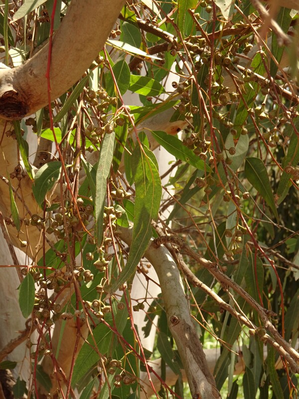 en. Tasmanian blue gum, ru. Эвкалипт шаровидный, lat. Eucalyptus globulus