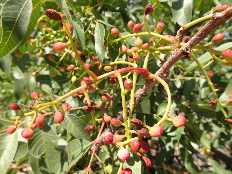 en. Terebinth, ru. Терпентинное дерево, lat. Pistacia terebinthus