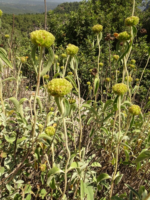 en. Turkey sage, ru. Зопник Рассела, lat. Phlomis russeliana