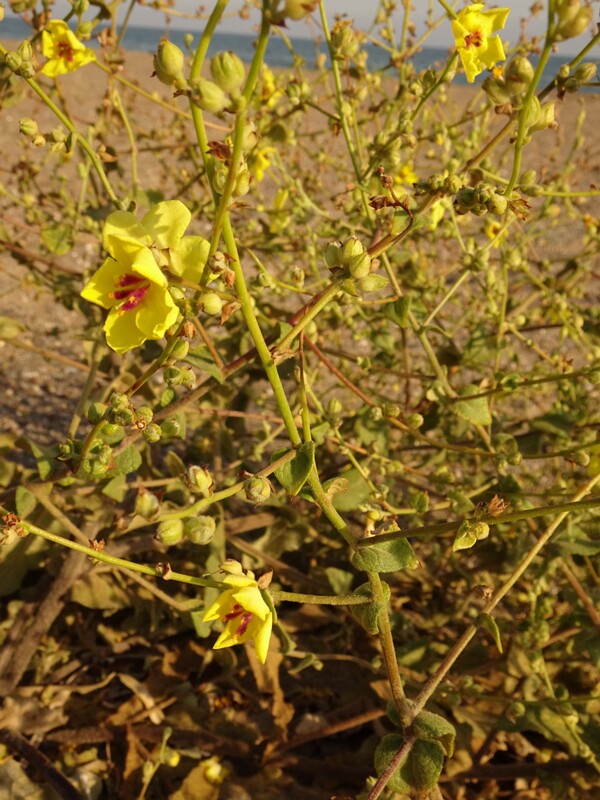 en. Wavyleaf mullein, ru. Коровяк выемчатый, lat. Verbascum sinuatum