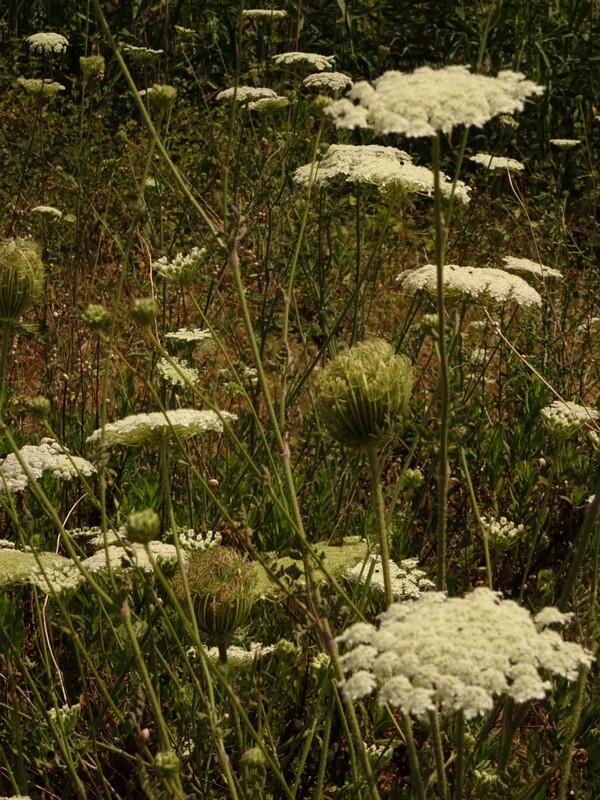 en. Wild carrot, ru. Морковь дикая, lat. Daucus carota