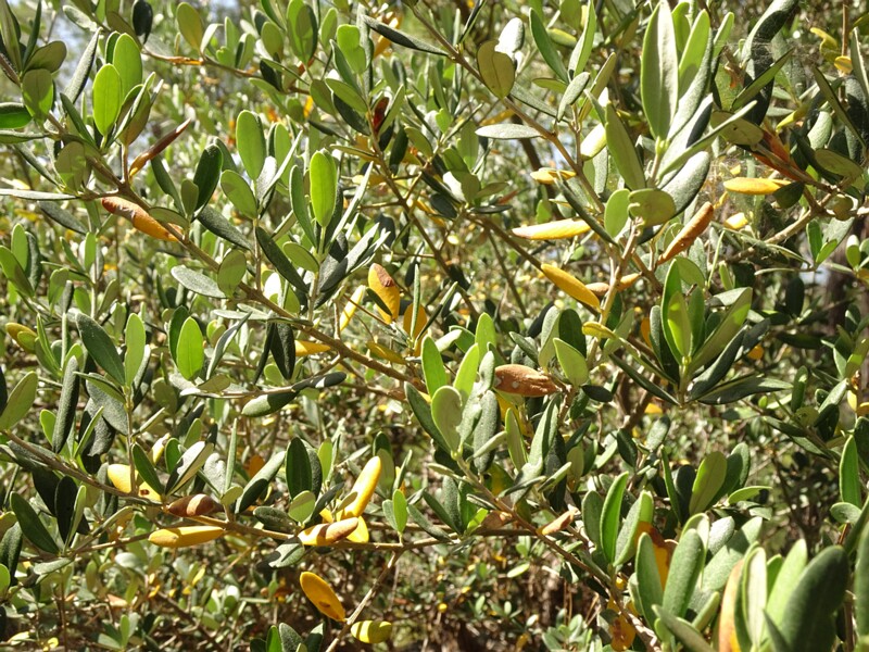 en. Wild olive, ru. Олива дикая, lat. Olea oleaster