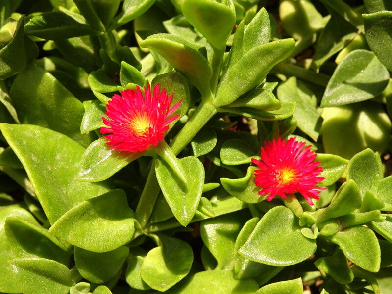 en. baby sun rose, ru. Мезембриантемум сердцелистный, lat. Mesembryanthemum cordifolium