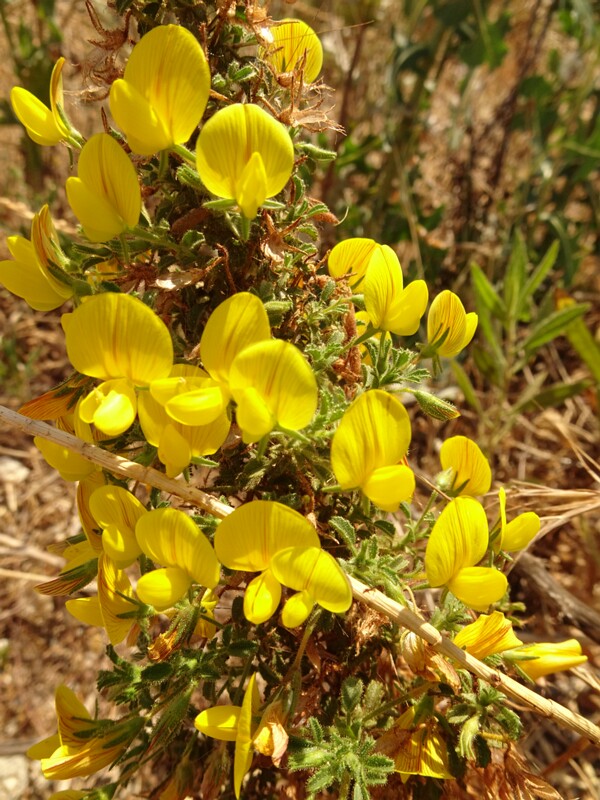 en. bean family, ru. Бобовое, lat. Fabaceae
