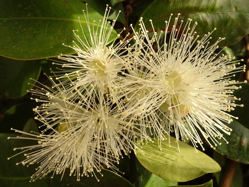 en. brush cherry, ru. Сизигиум южный, lat. Syzygium australe