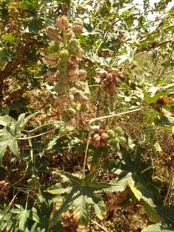 en. castor bean, ru. Клещевина, lat. Ricinus communis