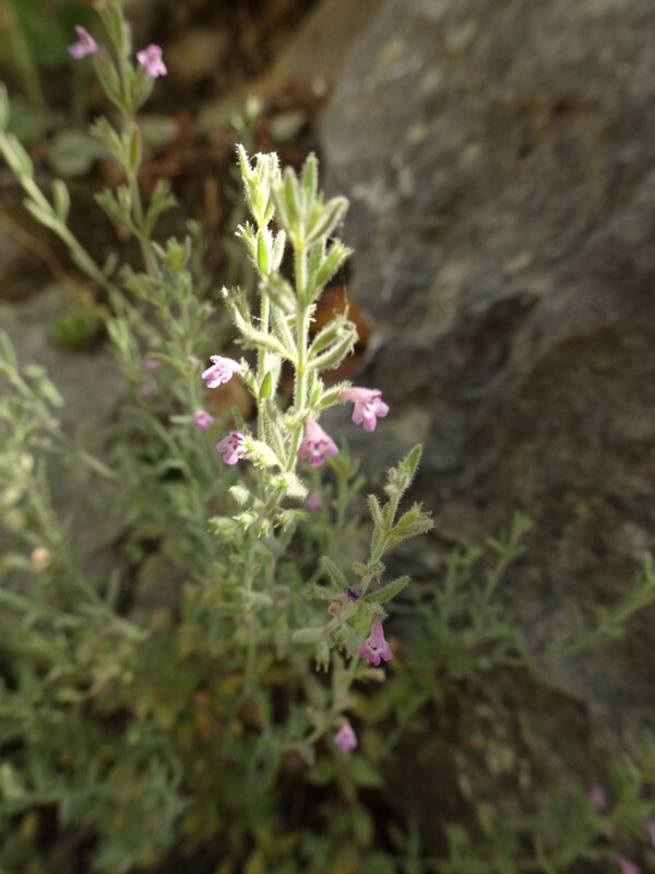 en. cat thyme, ru. Дубровник морской, lat. Teucrium marum