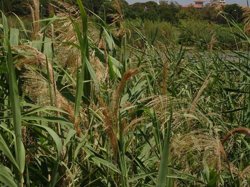 en. common reed, ru. Тростник обыкновенный, lat. Phragmites australis