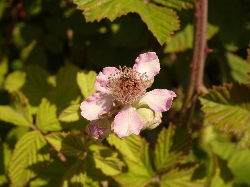 en. elmleaf blackberry, ru. Ежевика вязолистная, lat. Rubus ulmifolius