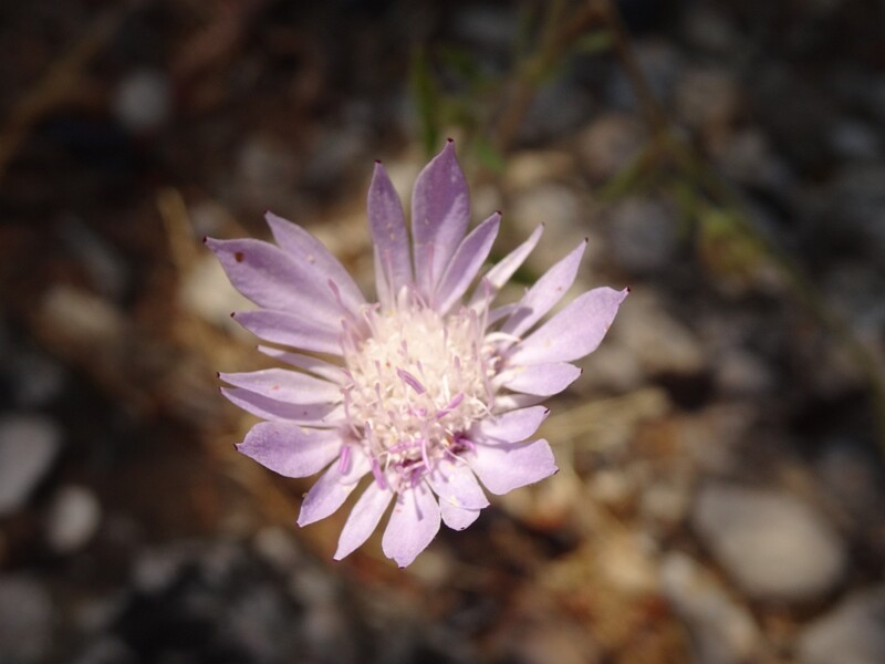 en. feathery scabious, ru. Птероцефалюс перистый, lat. Pterocephalus plumosus
