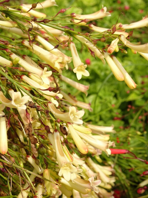 en. fountainbush white form, ru. Русселия хвощевидная белая форма, lat. Russelia equisetiformis f. alba