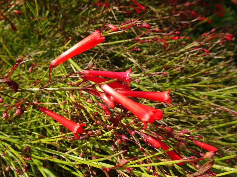 en. fountainbush, ru. Русселия хвощевидная, lat. Russelia equisetiformis