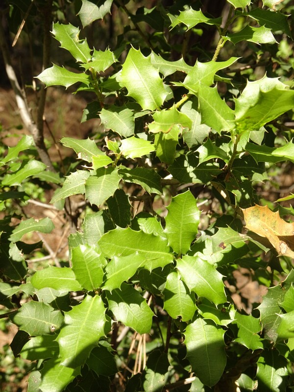 en. kermes oak, ru. Дуб кермесовый, lat. Quercus coccifera