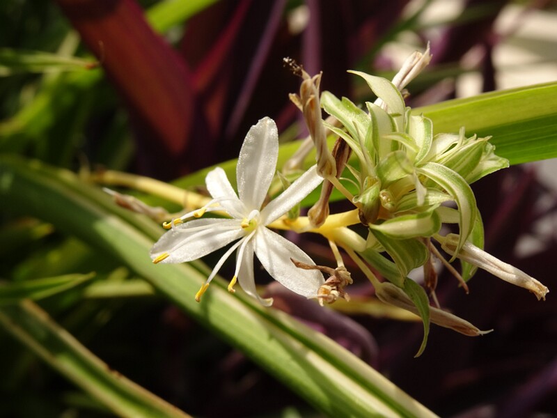 en. spider plant, ru. Хлорофитум хохлатый, lat. Chlorophytum comosum