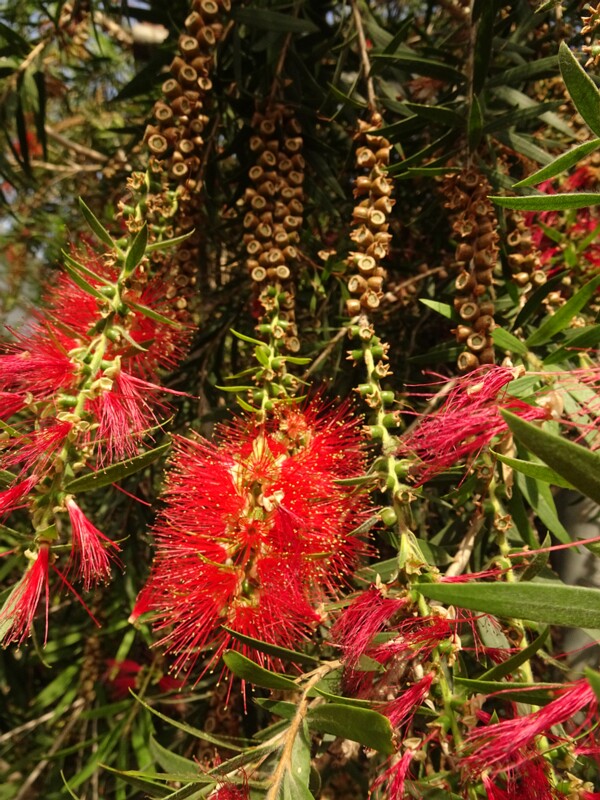 en. weeping bottlebrush, ru. Каллистемон сплетённый, lat. Callistemon viminalis