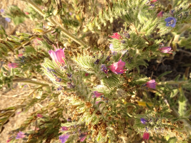 en. white-leaved bugloss, ru. Синяк белеющий, lat. Echium albicans